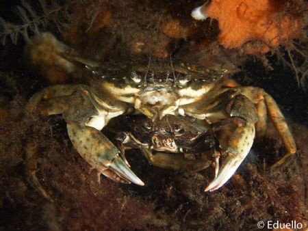 Usually common crab by Eduard Bello 