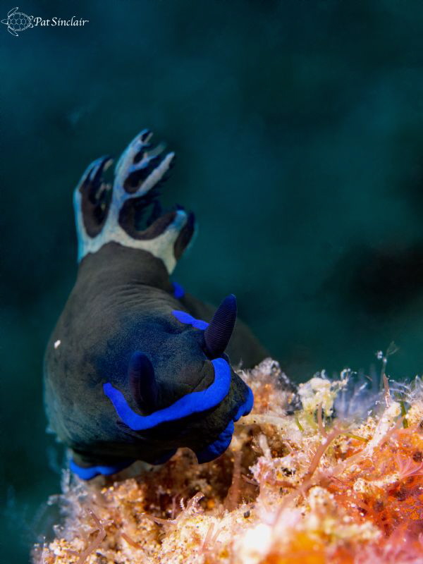 Tambja morosa
 by Patricia Sinclair 