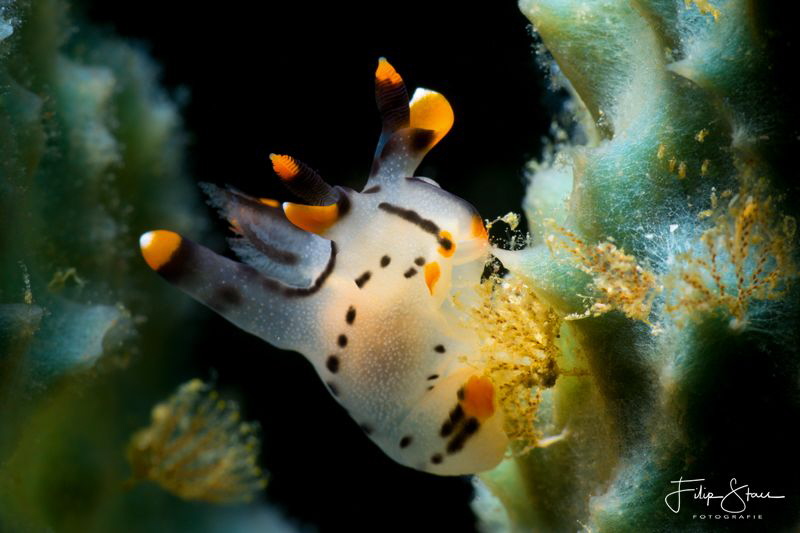 Thecacera picta by Filip Staes 