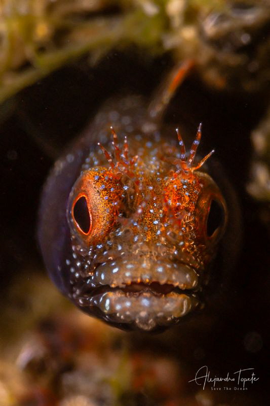 Blenny Face, La Paz México by Alejandro Topete 