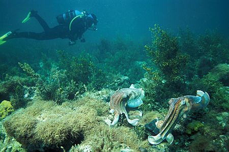 Male Australian Giant Cuttlefish engaged in mating displa... by Ron Hardman 