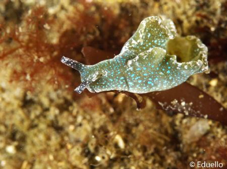 Groene zeewierslak, Elysia viridis by Eduard Bello 