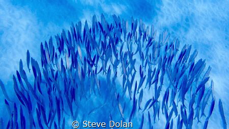 “Barracuda Rainbow”  Diving down into a school of Barracuda by Steve Dolan 