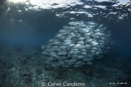 Jackfish in the first light of the morning.... by Caner Candemir 