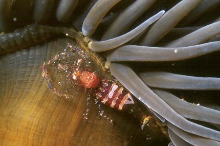 Periclimenes sagittifer on a anemone (Anemonia viridis). ... by Arthur Telle Thiemann 