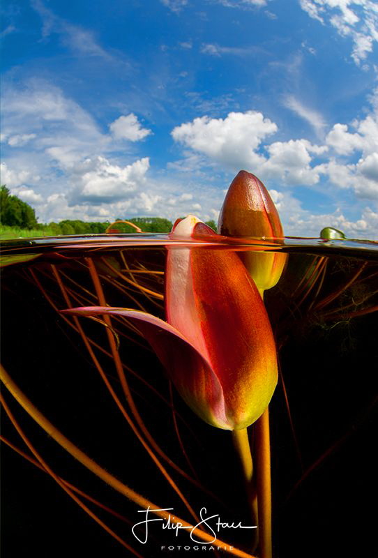 Waterlilies, Turnhout, Belgium by Filip Staes 
