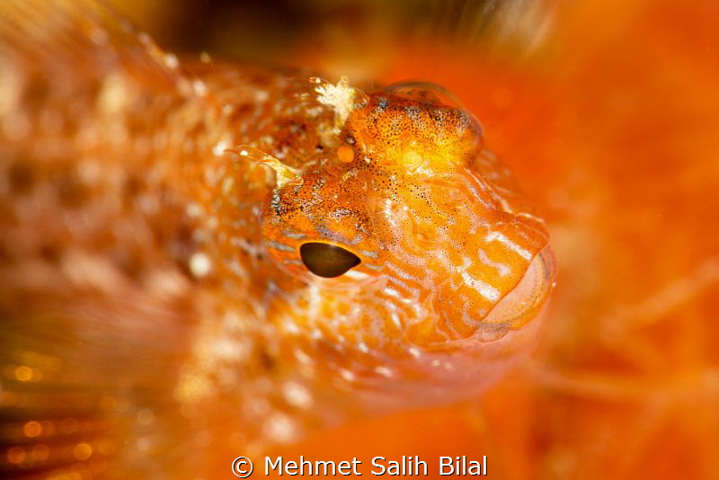 Orange. by Mehmet Salih Bilal 