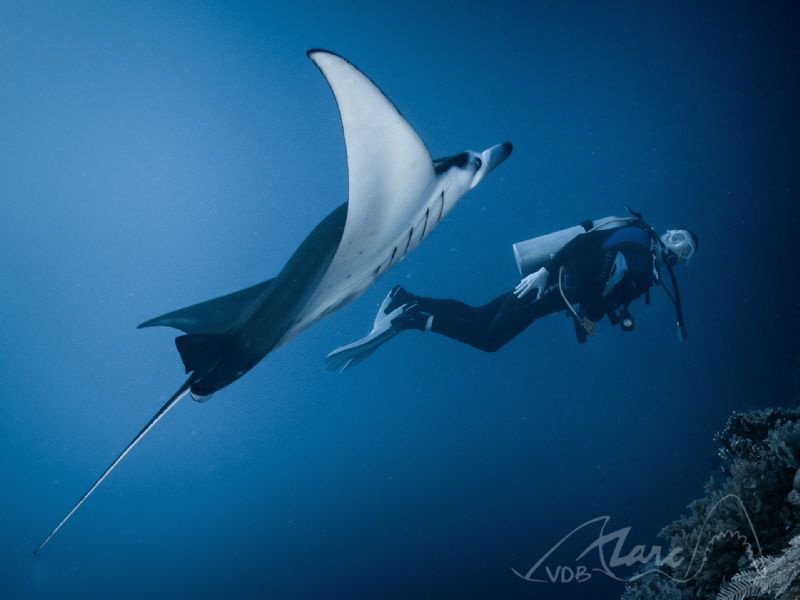 manta-enconter Tubbataha by Marc Van Den Broeck 