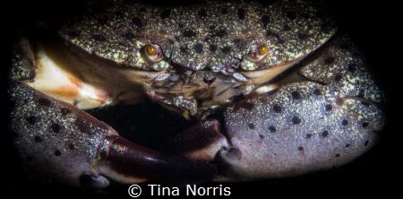 Crabby Crab by Tina Norris 