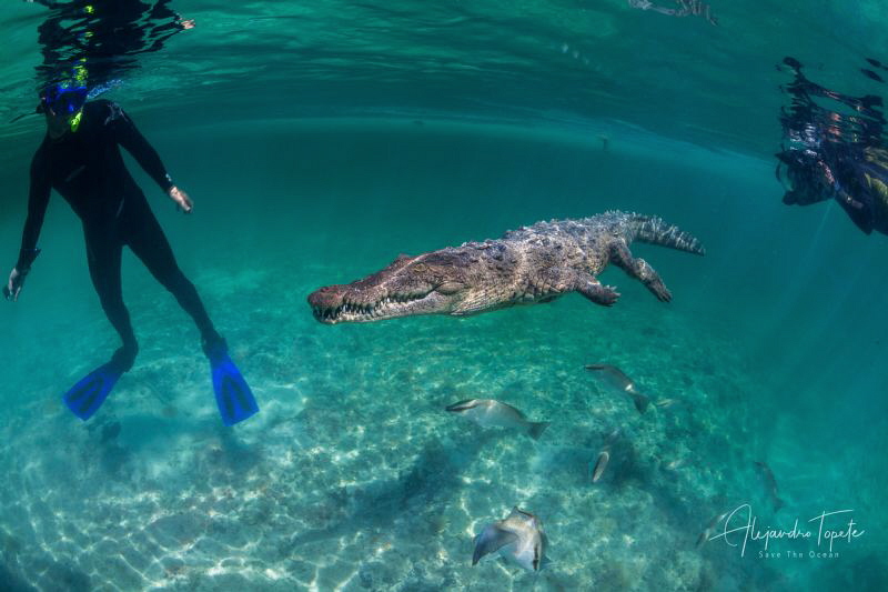 Divers with Cocodrile, Gardens of the Queen by Alejandro Topete 