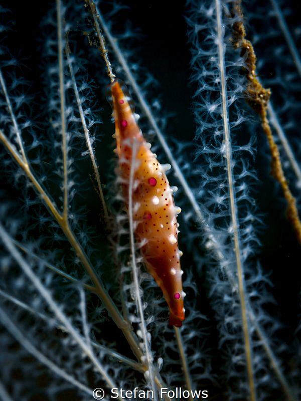 Effervescent

Allied Cowry - Aclyvolva sp.

Padagbai,... by Stefan Follows 