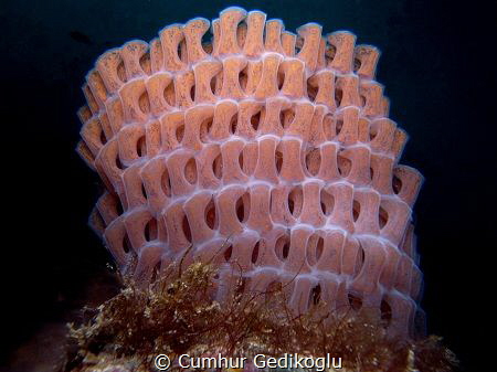 The eggs of the Phalium granulatum by Cumhur Gedikoglu 