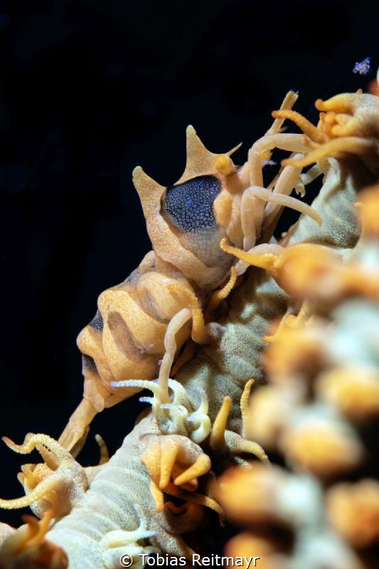 Whip coral shrimp by Tobias Reitmayr 