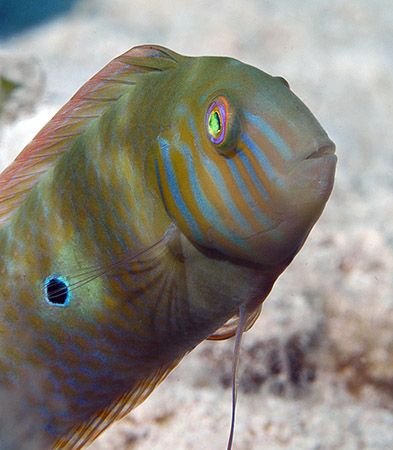 Green Razorfish from Little Cayman. Nikon D100 with 60mm ... by Jim Chambers 