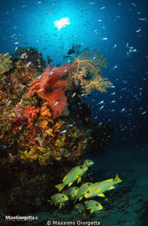 marine life - Raja ampat by Massimo Giorgetta 