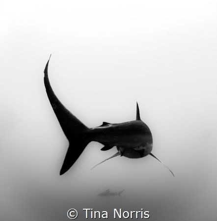 Boundless Beauty by Tina Norris 