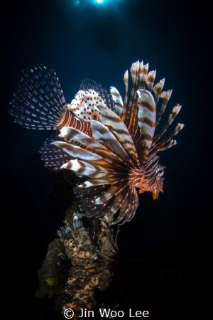 The Lion King/Two lionfish were waiting for prey under th... by Jin Woo Lee 