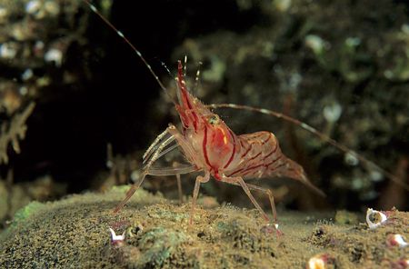 Northern prawn. Farne Isle's. 60mm. by Derek Haslam 