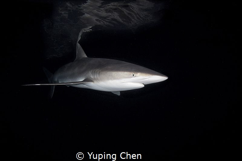 Silky in the Dark/ Silky Shark/Socorro,Mexico by Yuping Chen 