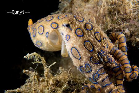 Picture was taken last week in Anilao, the 2nd dive of th... by Qunyi Zhang 