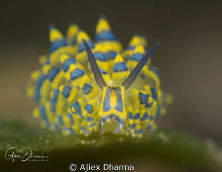 Face on by Ajiex Dharma 