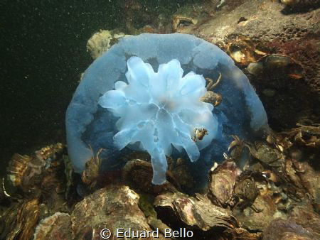 Sadly not survived, but food for other life by Eduard Bello 