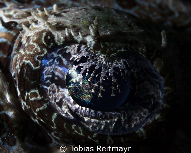 Crocodilefish eye by Tobias Reitmayr 