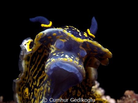 Felimare picta by Cumhur Gedikoglu 