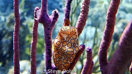 Flamingo Tongue in St. Thomas USVI by Steve Dolan 