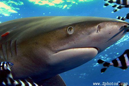 Up close, these guys look just like Caribbean reef sharks... by Zaid Fadul 