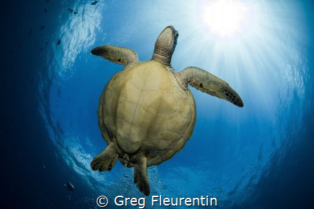 Flying turtle in the sun.
Green turtle from Moorea, fren... by Greg Fleurentin 