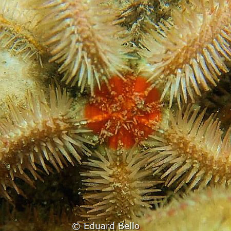 Colourful star... by Eduard Bello 