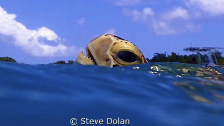 “Surfacing at the same time” Green Sea Turtle off of St. ... by Steve Dolan 