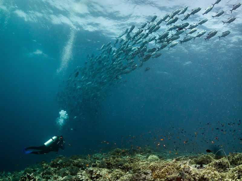 tubbataha bigfish by Marc Van Den Broeck 