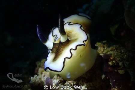 Taken at Anilao, the heaven for macrography photographers! by Low Sook Wei 