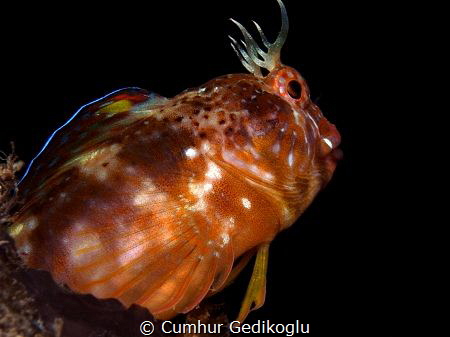 Parablennius zvonimiri
Colourful by Cumhur Gedikoglu 