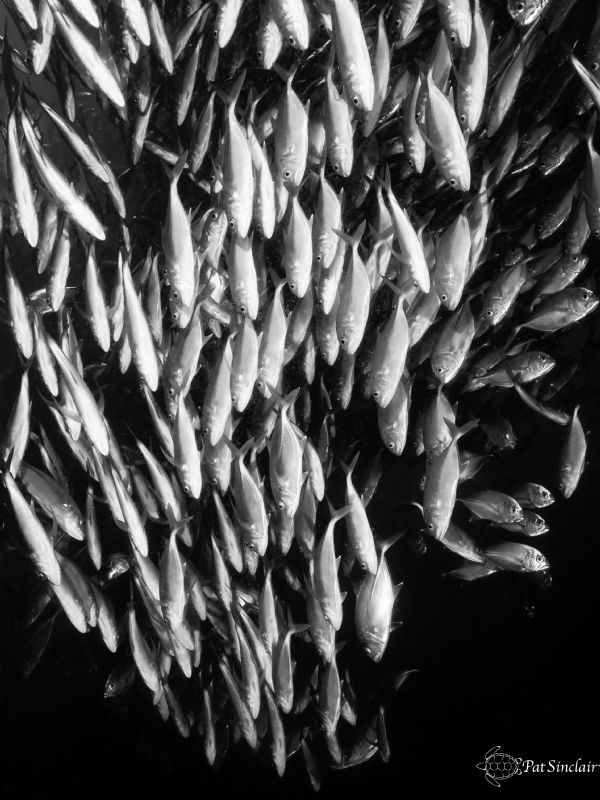 "Down"
We found a school of jacks near where I was stayi... by Patricia Sinclair 