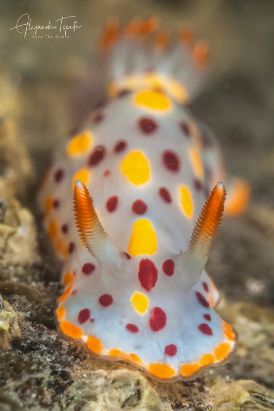 Nudibranch white, La Paz Mexico by Alejandro Topete 
