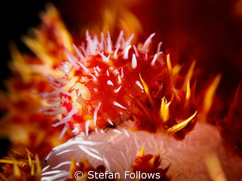 Heart of the Heat

Allied Cowrie - Diminovula punctata
... by Stefan Follows 