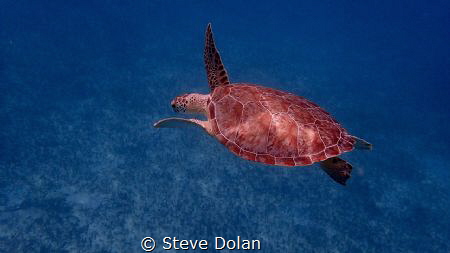 “Peaceful”. Following a Green Sea Turtle swimming slowly ... by Steve Dolan 
