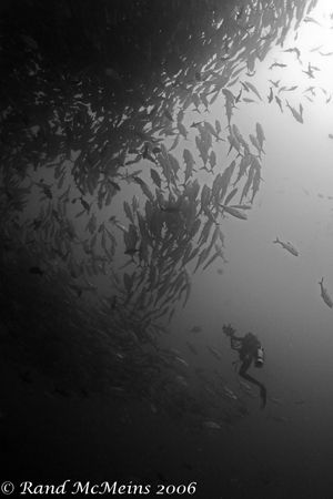 Diver with Jacks. D2x, 15mm. by Rand Mcmeins 