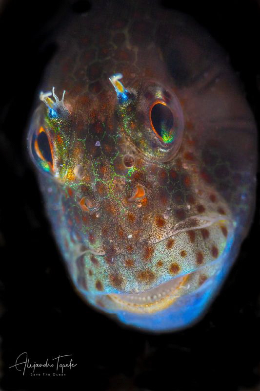 Blenny Smile, La Paz Mexico by Alejandro Topete 