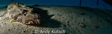 Crocodilefish by Andy Kutsch 