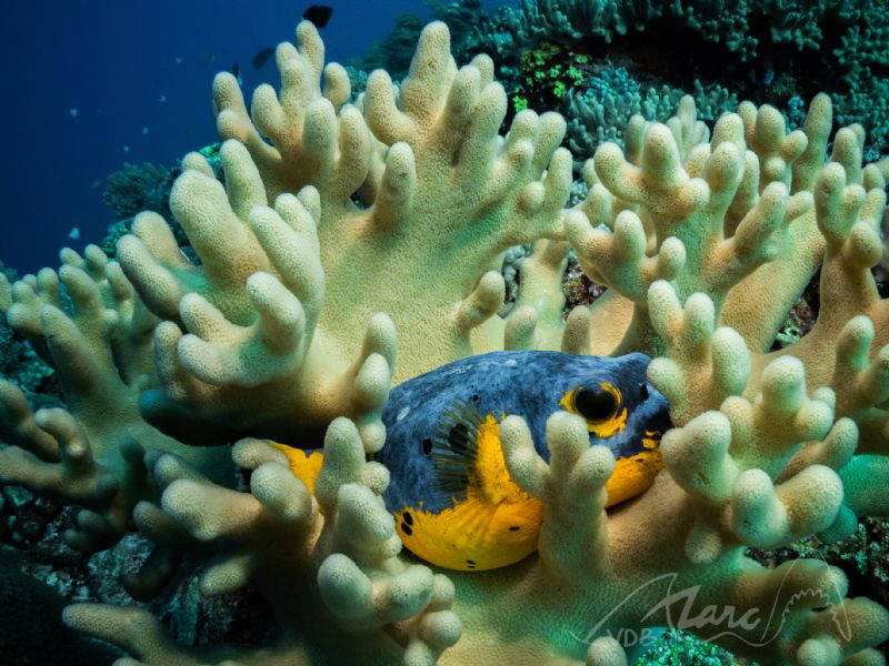 hiding by Marc Van Den Broeck 