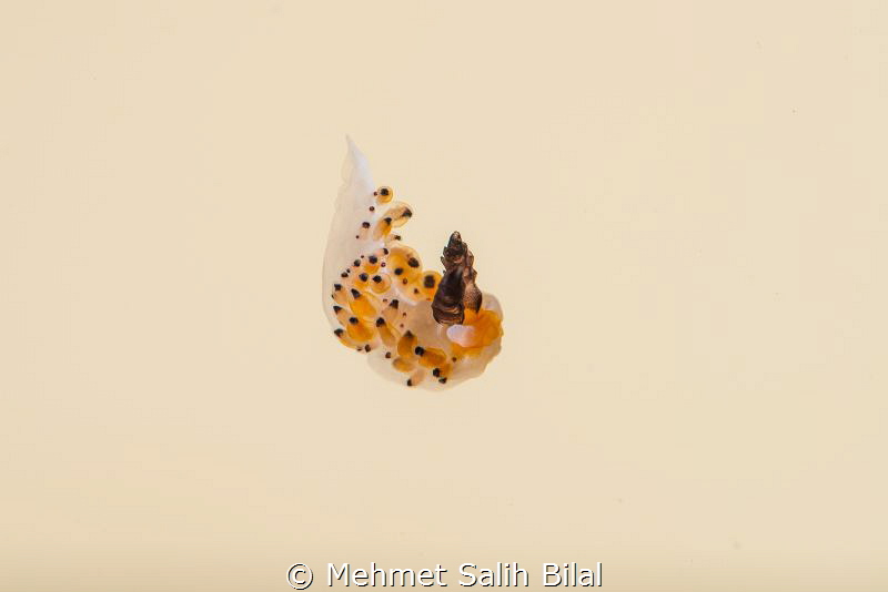 Free falling! This amazing nudi likes swimming,  packs it... by Mehmet Salih Bilal 