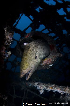Big Murena in Kapalai by Caner Candemir 