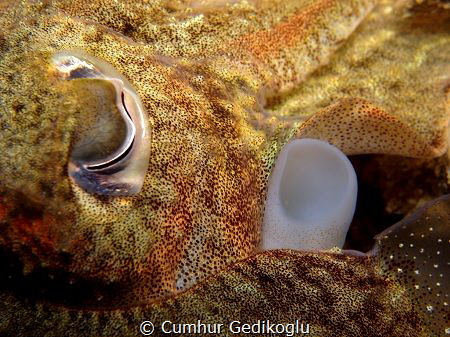 Sepia officinalis
Eye & Siphon by Cumhur Gedikoglu 