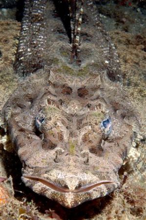 Crocodile Fish, Lembeh Straits.
60mm Macro Lens. by Jean Tresfon 