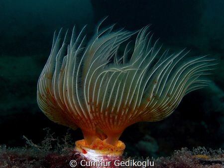 Protula tubularia by Cumhur Gedikoglu 