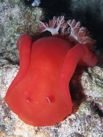 Taken at Ras Caty on a night dive with E300. Found two ni... by Nikki Van Veelen 